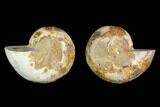 Bargain, Cut & Polished Agatized Ammonite Fossil - Jurassic #131656-1